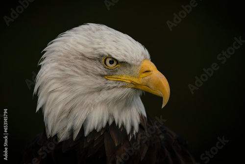 Portrait of a majestic bald eagle American eagle adult (Haliaeetus leucocephalus). American National Symbol. 