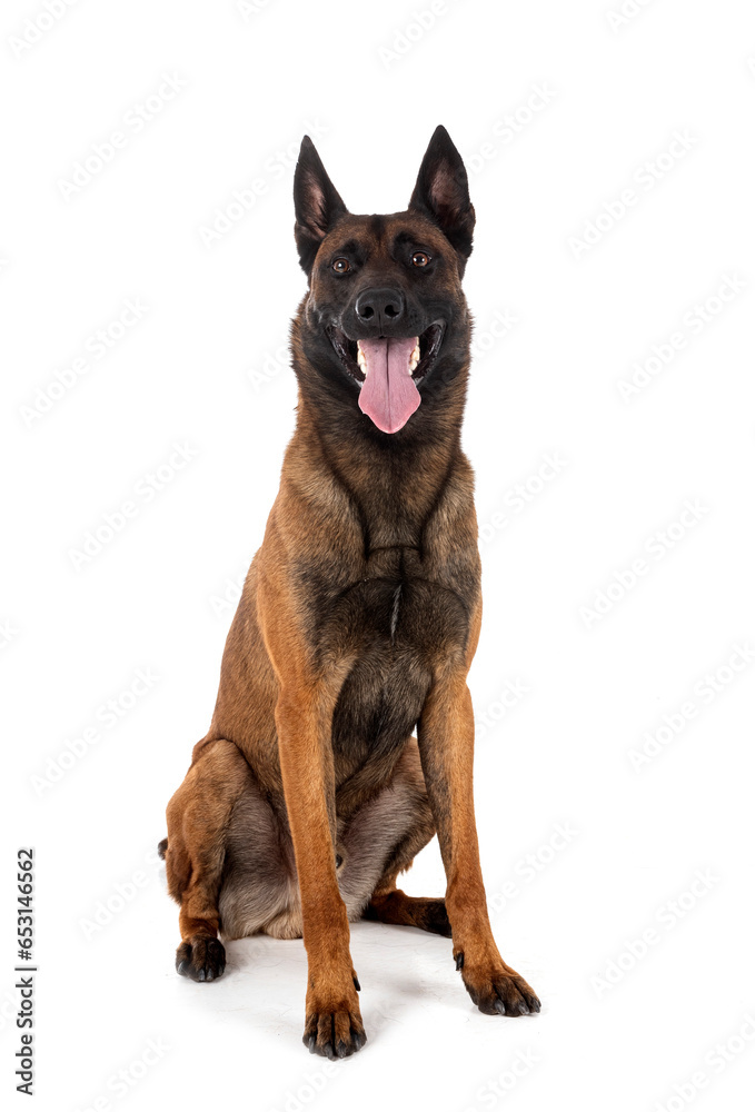 malinois in studio malinois in studio