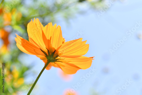 オレンジ色の花 © araho