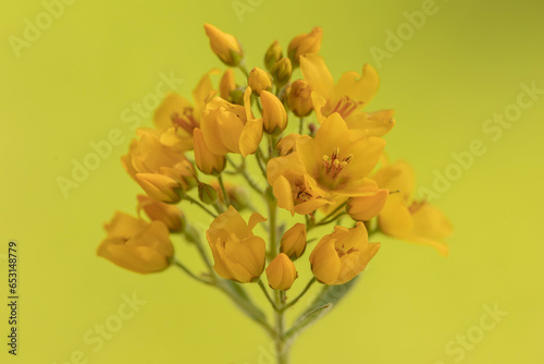 Gewöhnlicher Gilbweiderich (Lysimachia vulgaris) photo