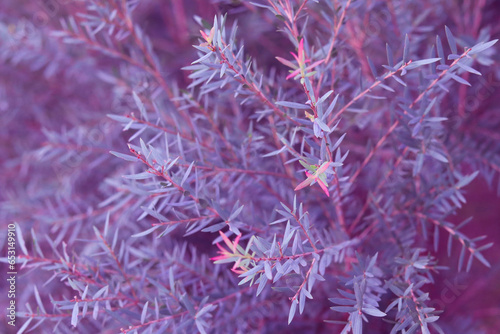 Purple eucalyptus leaves background, common juniper leaves. © Kanomaoi