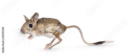 Senior greater Egyptian jerboa aka Jaculus orientalis, standing side ways. Looking away from camera. Isolated on a white background. photo