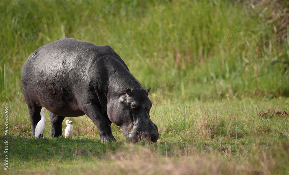 Hippopotamus (Hippos) feeding on green grass on land Hippopotamus (Hippos) feeding on green grass on land