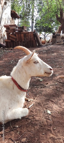 goat on the farm