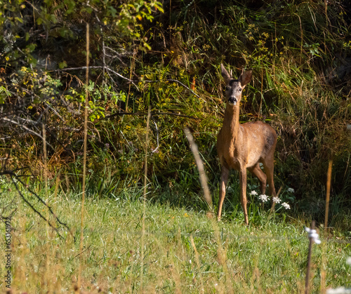 Fotografia Corzo (Capreolus capreolus) hembra de grandes ojos y orejas en un prado verde