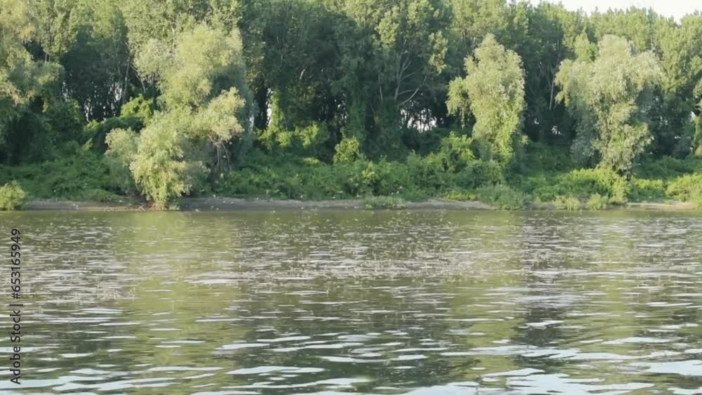 Mayflies flying above Tisza river Mayflies flying above Tisza river