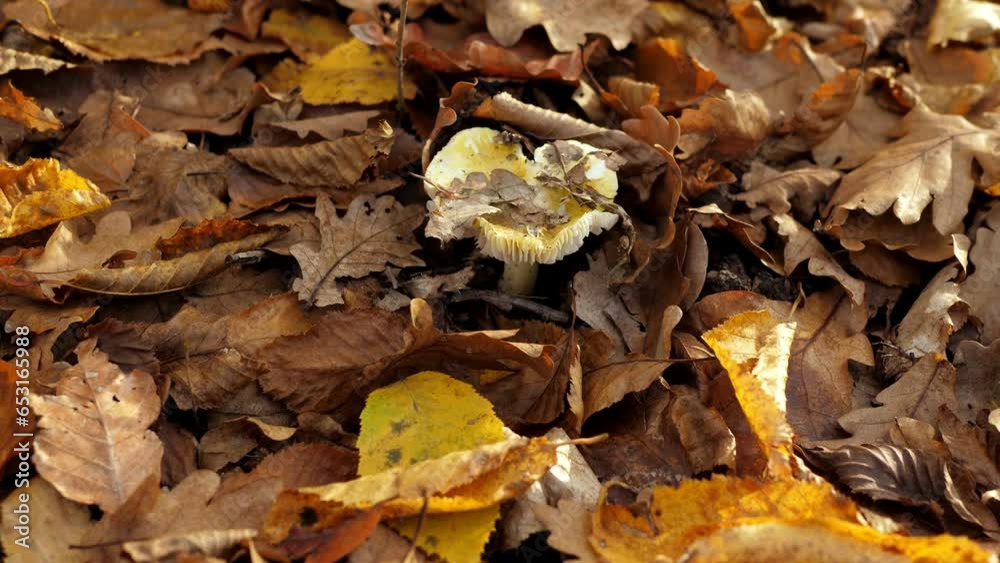 Close-up of mushrooms among yellow foliage in the autumn forest. Mushroom season. Mushroom pickers collect mushrooms in the autumn forest after the rain. Close-up of mushrooms among yellow foliage in the autumn forest. Mushroom season. Mushroom pickers collect mushrooms in the autumn forest after the rain.