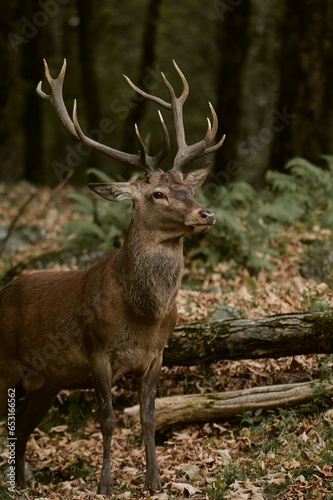 Cerf debout dans les bois