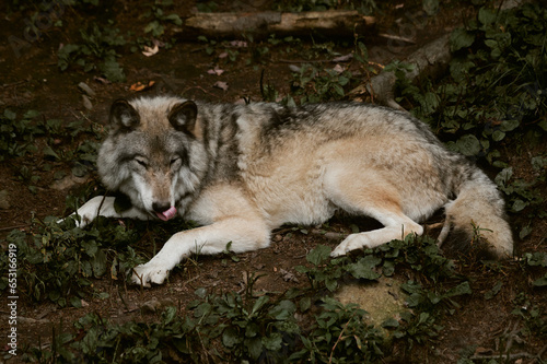 Loup couché haletant 