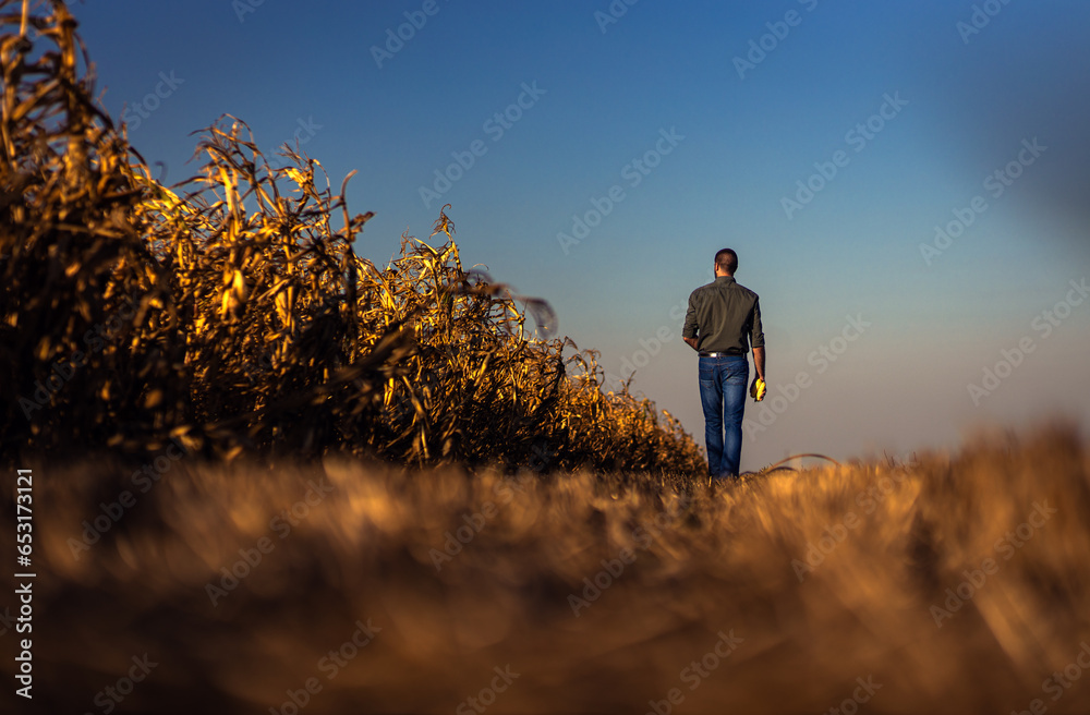 Rear view of young farmer walking in a corn field examining crop during sunset before harvest.