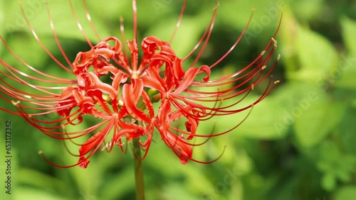 Red spider lily or cluster amaryllis flower blooming in autumn or fall, Outdoor or travel background, Higanbana or lycoris	 photo