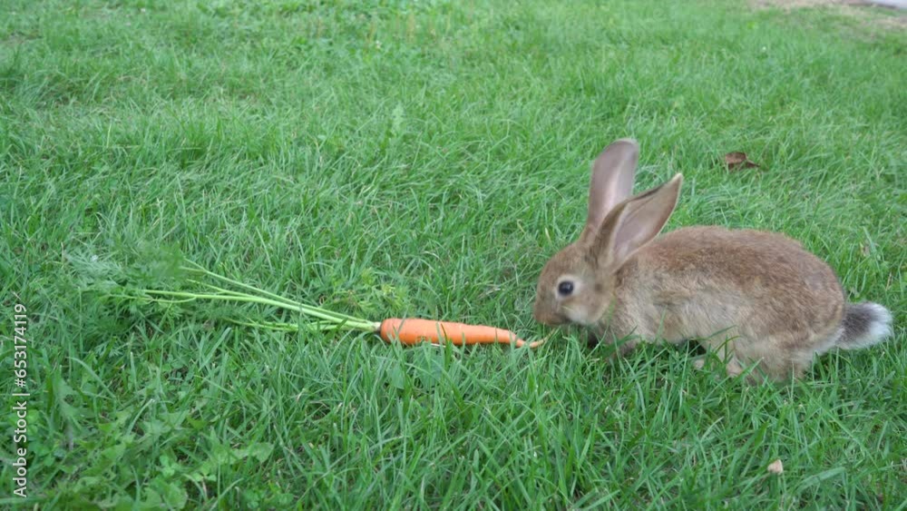 rabbit eats carrots,sits a rabbit on the green grass and eats a carrot