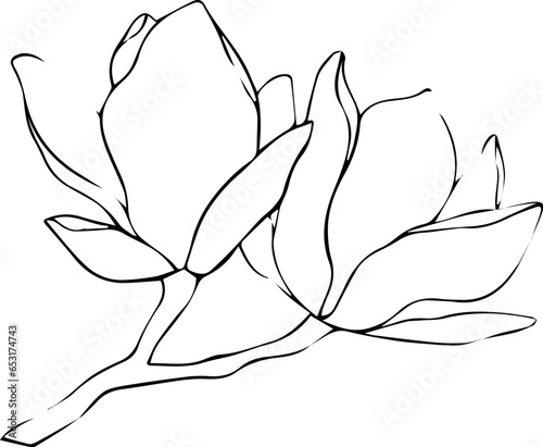 Vector illustration of magnolia flower bud line art. Floral element for design.