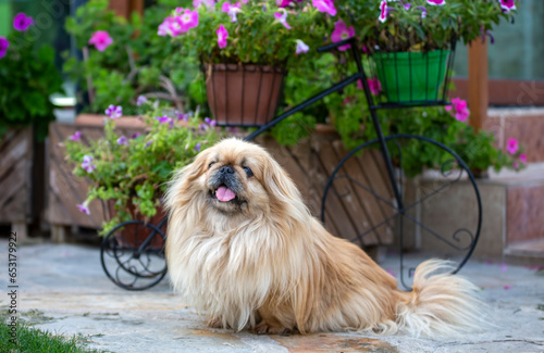 Cute pekingese dog in garden