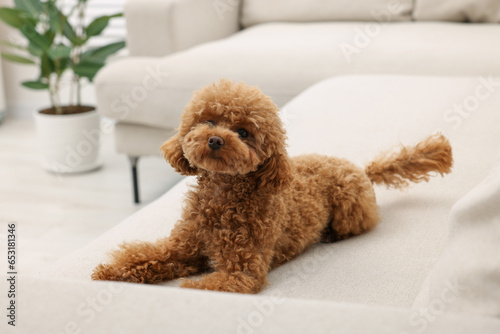 Fotografie Cute Maltipoo dog resting on comfortable sofa at home. Lovely pet