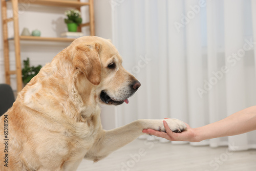 Fototapeta Naklejka Na Ścianę i Meble -  Cute Labrador Retriever dog giving paw to man at home