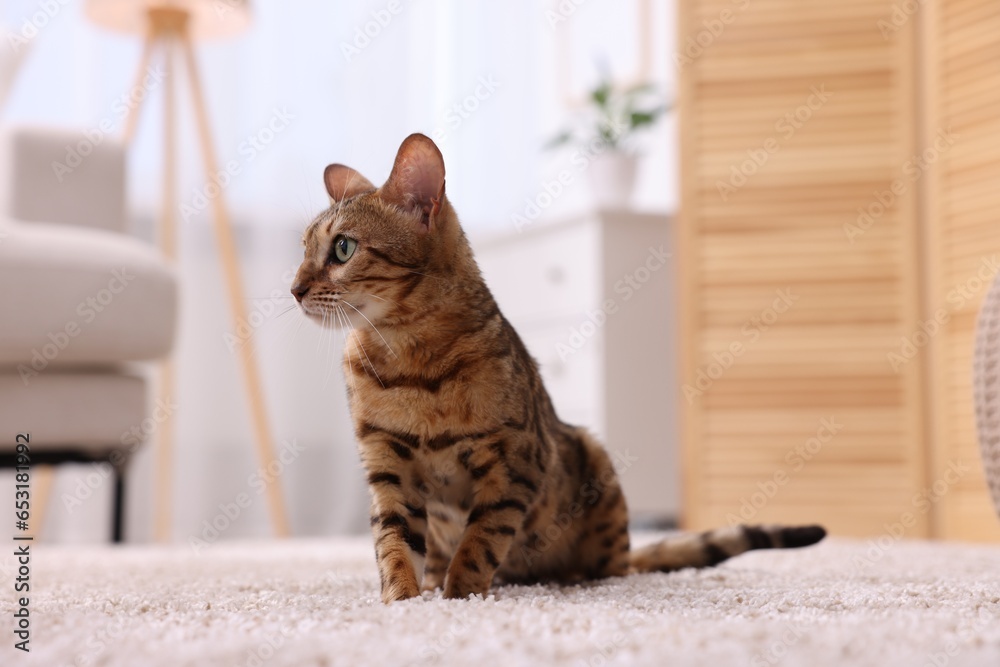 Cute Bengal cat on carpet at home. Adorable pet Cute Bengal cat on carpet at home. Adorable pet