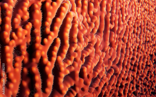 red coral fossil mineral texture detail