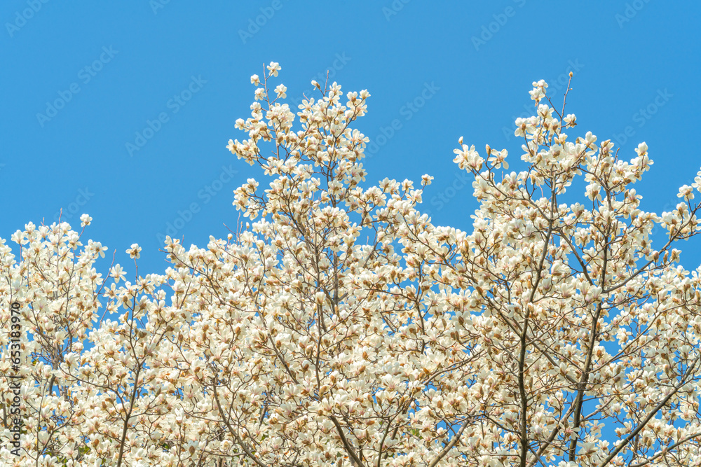 Flowers Blossoms Against Clear Blue Sky Flowers Blossoms Against Clear Blue Sky