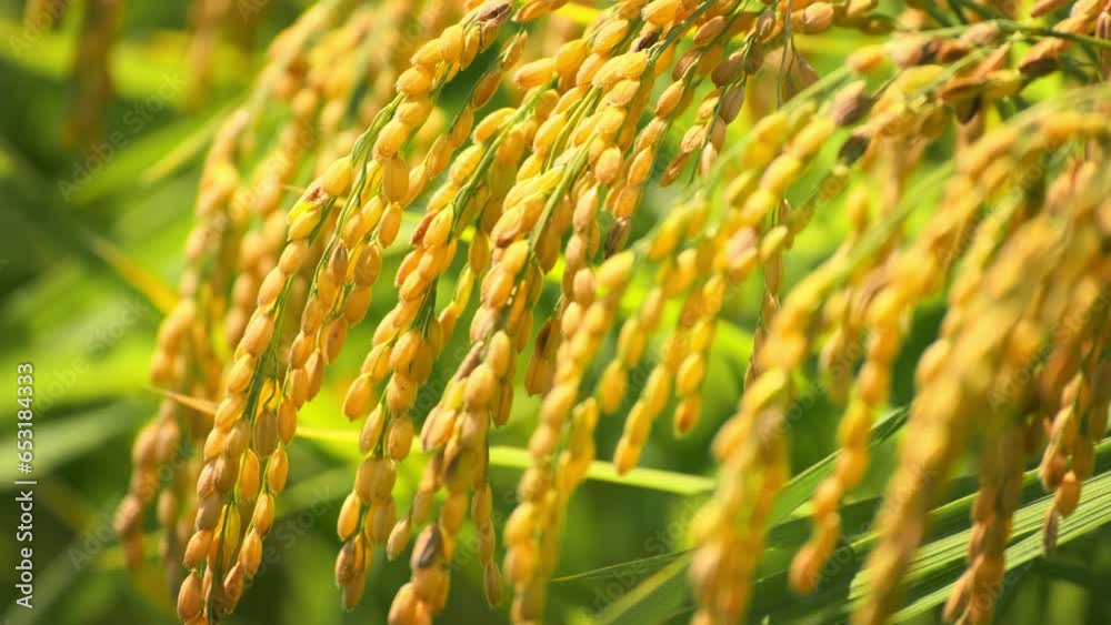 Ears of rice plants swaying in wind in a paddy field in autumn or fall, Agriculture or cultivate, Nobody