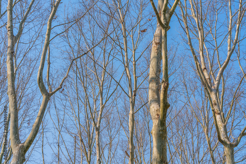 View from below into treetops of beeches on a sunny day View from below into treetops of beeches on a sunny day