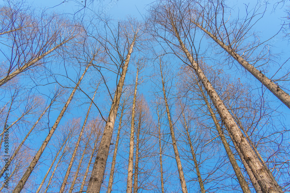 View from below into treetops of beeches on a sunny day View from below into treetops of beeches on a sunny day