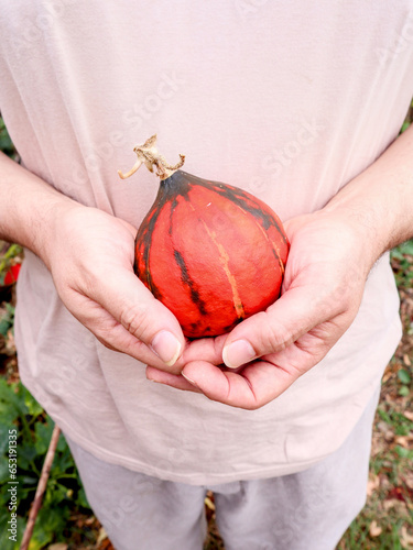 a person holding a uchiki kuri pumpkin, autumn, harvest, Halloween photo