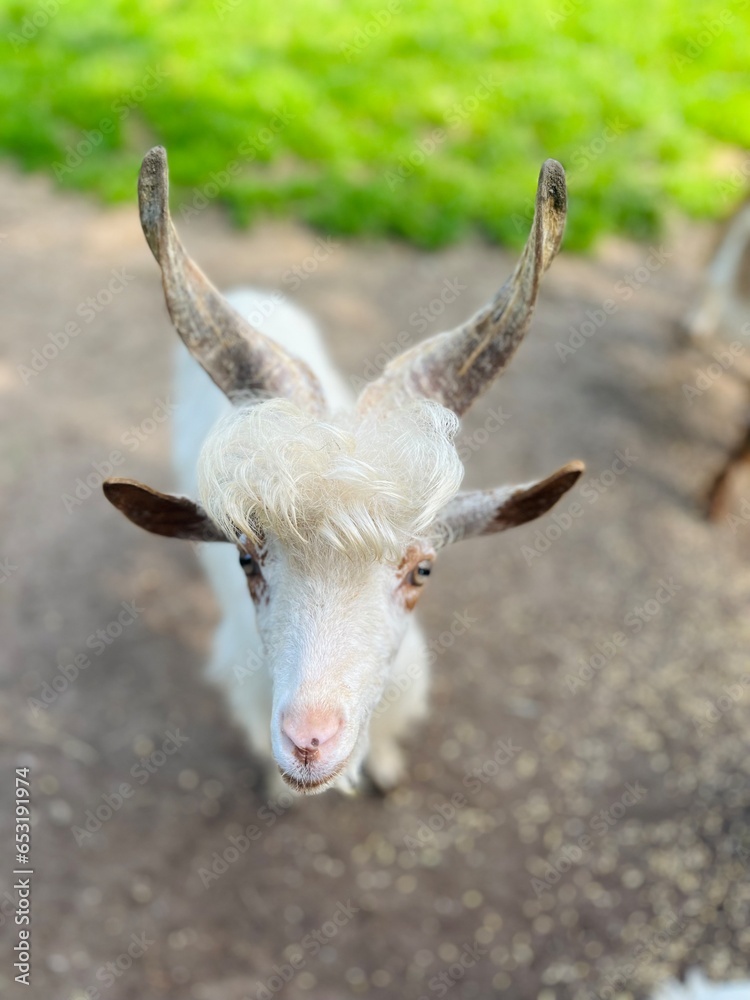 very cute and funny white goat, cute goat portrait 