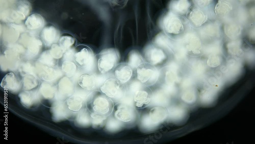 Eggs with Mollusca embryos under a microscope. Gastropoda. Next stage, veliger, will float in water column. White Sea photo