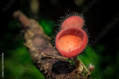 Red Hairy Cup Fungus. Microstoma Floccosum Fungus on Wood. photo