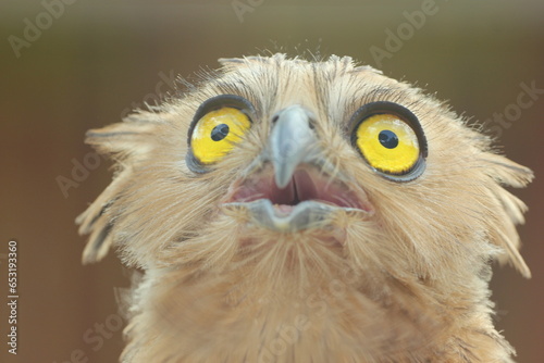 bird, owl, ketupa owl, ketupa owl face close up