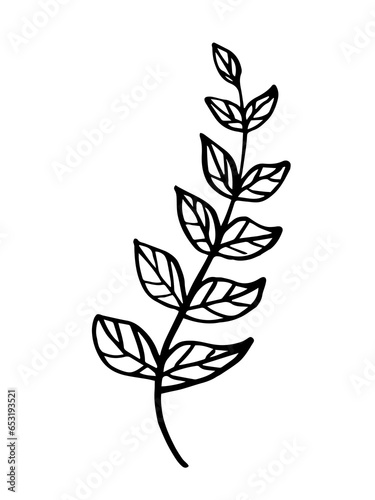 Leaf  herbs grass hand drawn doodle sketch. Vector illustration single of cartoon botanical plant. Isolated on white background.