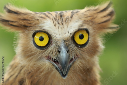 bird, owl, ketupa owl, ketupa owl face close up photo