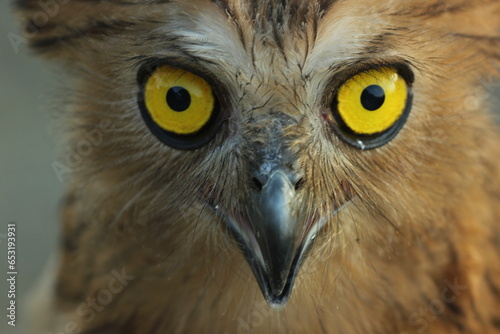 bird, owl, ketupa owl, ketupa owl face close up