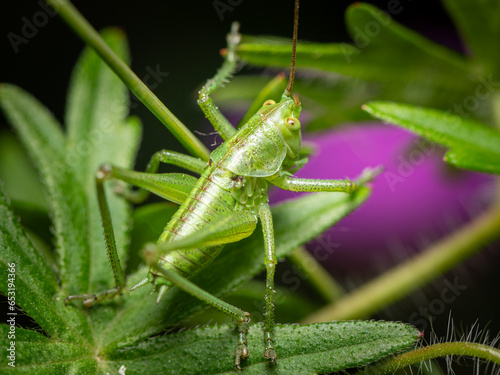 A Great green bush cricket resting on a leaf
