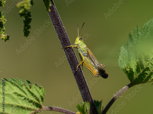 A large mountain Grasshopper sitting on a plant