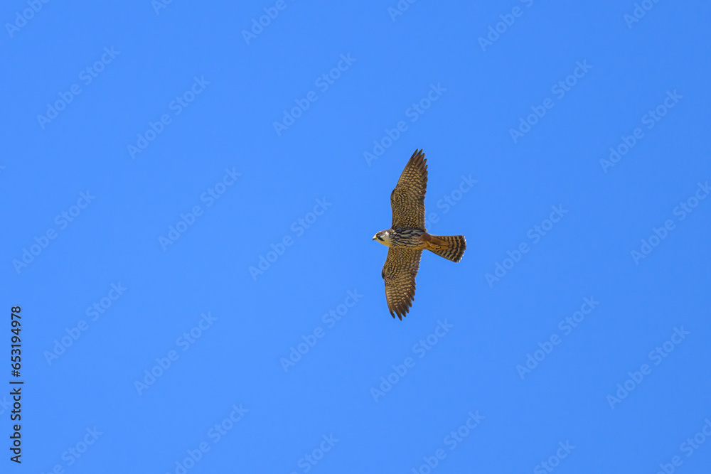 A Eurasian Hobby flying blue sky in summer