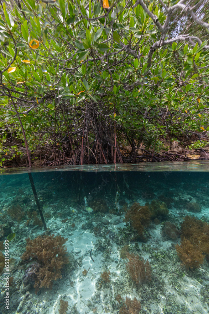 Above/below view of the shallow mangroves off Bangka Island, off the northeastern tip of Sulawesi Above/below view of the shallow mangroves off Bangka Island, off the northeastern tip of Sulawesi