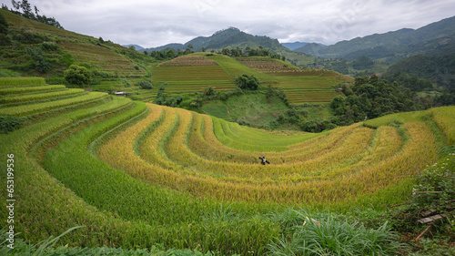 Landscape with green and yellow rice terraced fields and  blue cloudy sky near  Yen Bai province  North-Vietnam