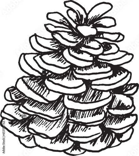 Hand drawn vector illustration of Christmas tree pine cone.