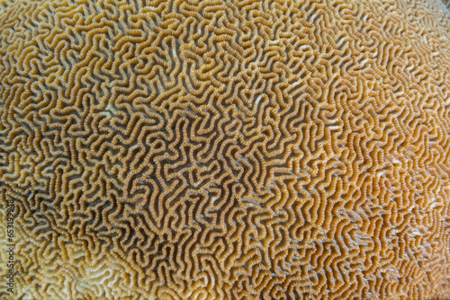 Close-up of coral in the crystal clear water in the shallow reefs off Bangka Island, off the northeastern tip of Sulawesi photo