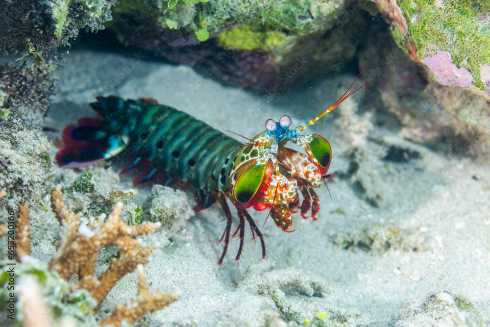 An adult peacock mantis (Odontodactylus scyllarus), in the Equator Islands, Raja Ampat An adult peacock mantis (Odontodactylus scyllarus), in the Equator Islands, Raja Ampat