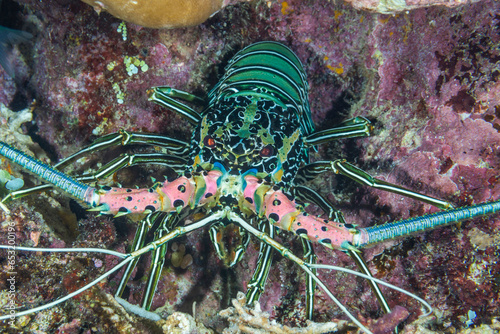 An adult painted spiny lobster (Panuluris versicolor), hunting off Bangka Island, off the northeastern tip of Sulawesi photo