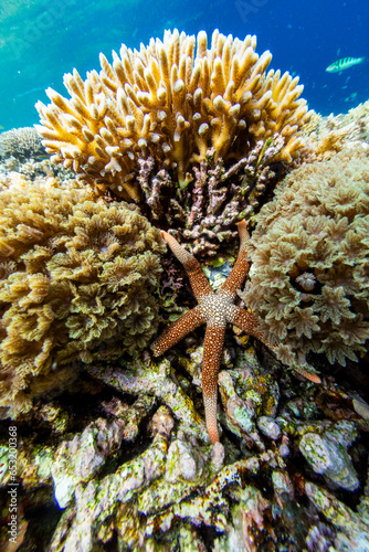 An adult necklace starfish (Fromia monilis), in the shallow reefs off Bangka Island photo