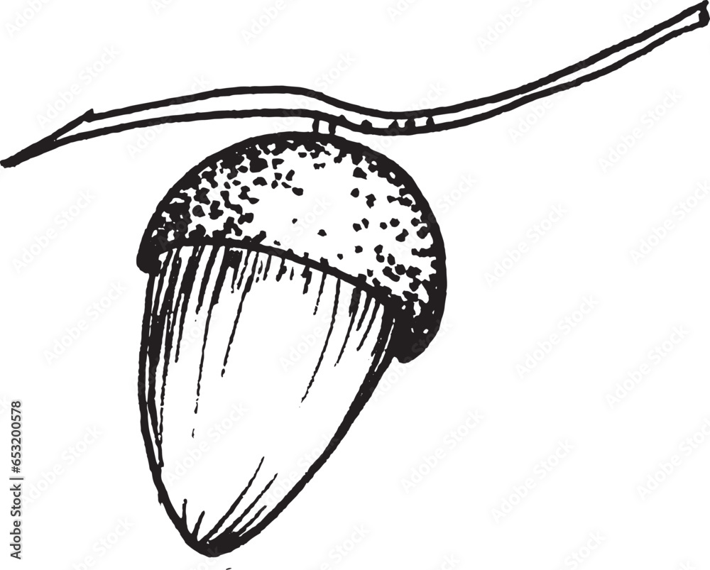 Vector illustration of an acorn with an oak leaf. Black and white hand drawn image. Vector illustration of an acorn with an oak leaf. Black and white hand drawn image.