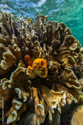 A golden sea squirt (Polycarpa aurata), on the reef off Bangka Island, off the northeastern tip of Sulawesi photo
