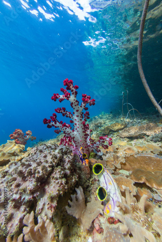 Soft coral from the Genus Scleronephthya in the shallow waters off Waigeo Island, Raja Ampat photo