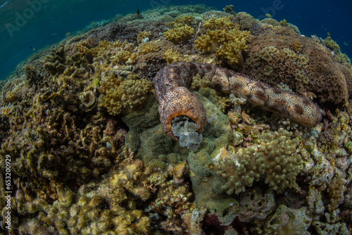 Graeffe's sea cucumber (Pearsonothuria graeffe), in the shallow reefs off Sandy Beach, Manta Point, Raja Ampat photo