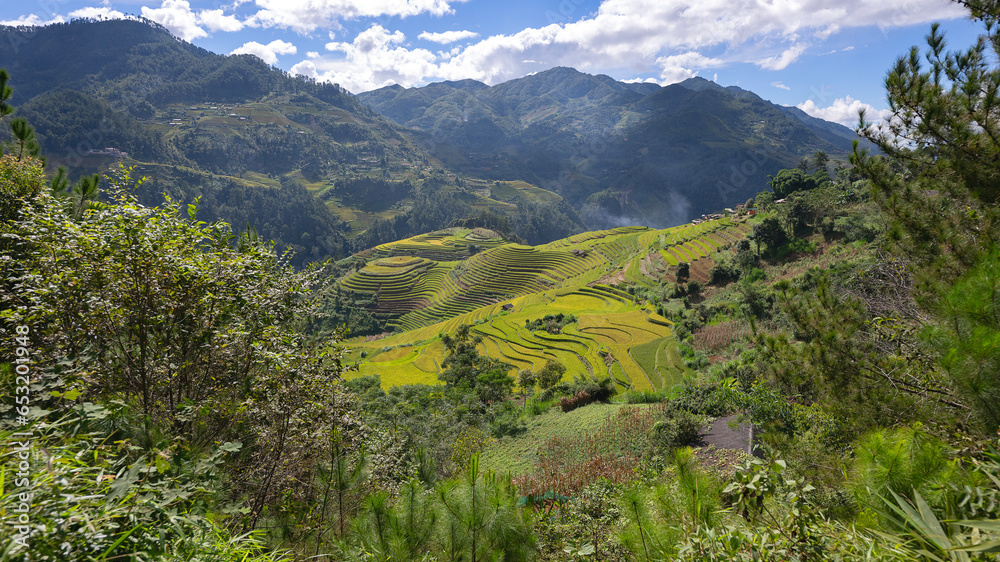 Naklejka premium Landscape with green and yellow rice terraced fields and blue cloudy sky near Mu Cang Chai, Yen Bai province, North-Vietnam