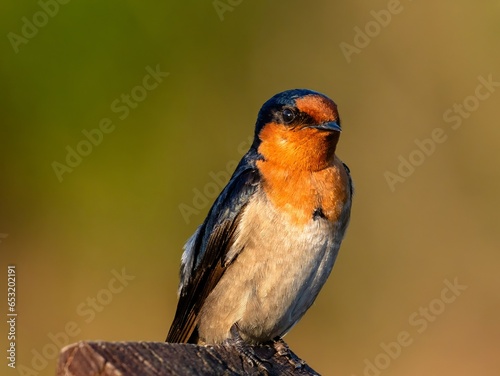 Welcome Swallow Photo Taken At Local Wetlands
